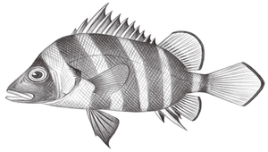 Hapalogenys analis (臀斑髭鯛)縮圖