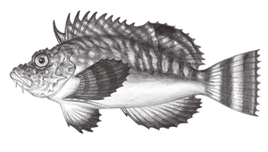 Minous monodactylus (單指虎鮋)縮圖