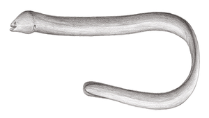 Moringua abbreviata (短線蚓鰻)-資源代表圖