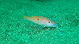 Parupeneus heptacanthus (七棘海緋鯉)縮圖