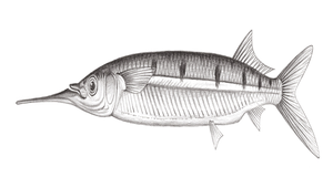 Hemiramphus far (斑鱵)縮圖