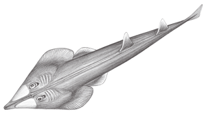 Rhinobatos formosensis (臺灣琵琶鱝)