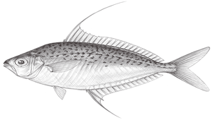 Equulites leuciscus (曳絲馬鰏)縮圖