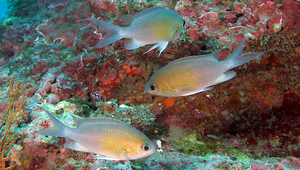 Chromis cinerascens (灰光鰓雀鯛)縮圖