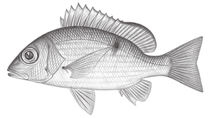 Lutjanus boutton (藍帶笛鯛)