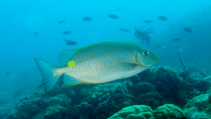 Siganus guttatus (星斑臭肚魚)