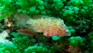 Pteragogus cryptus (隱秘長鰭鸚鯛)-資源代表圖