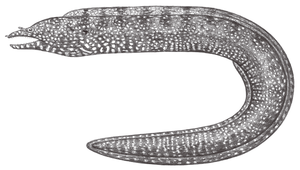 Enchelycore pardalis (豹紋勾吻鯙)縮圖