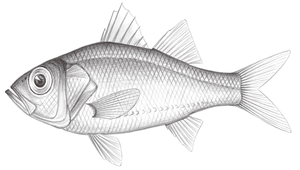 Acropoma japonicum (日本發光鯛)-資源代表圖