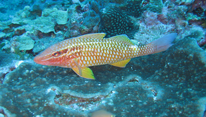 Parupeneus ciliatus (短鬚海緋鯉)縮圖