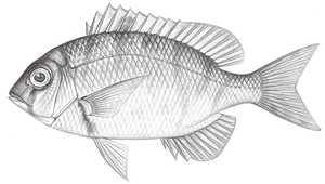 Gymnocranius griseus (灰白鱲)縮圖