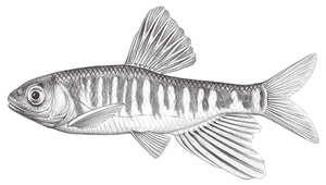 Opsariichthys evolans (長鰭馬口鱲)