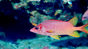 Sargocentron spiniferum (尖吻棘鱗魚)-資源代表圖