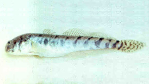 Pseudapocryptes elongatus (長身擬平牙鰕虎)縮圖
