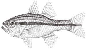 Ostorhinchus kiensis (中線鸚天竺鯛)-資源代表圖