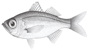 Malakichthys wakiyae (脅谷軟魚)縮圖