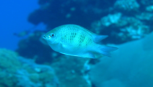 Amblyglyphidodon curacao (橘鈍寬刻齒雀鯛)縮圖