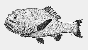 Poromitra oscitans (小眼犀孔鯛)縮圖