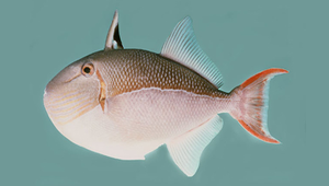 Xanthichthys caeruleolineatus (黑帶黃鱗魨)縮圖