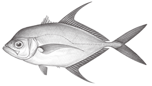 Ulua mentalis (短絲羽鰓鰺)縮圖