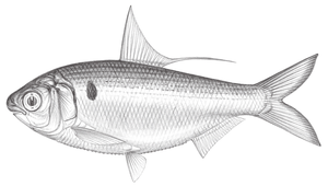 Nematalosa japonica (日本海鰶)縮圖