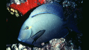 Acanthurus blochii (布氏刺尾鯛)-資源代表圖