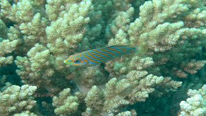 Halichoeres melanurus (黑尾海豬魚)縮圖