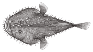 Lophiodes miacanthus (少棘擬鮟鱇)-資源代表圖