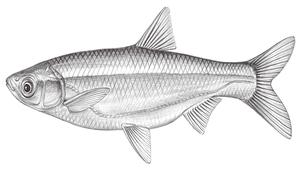 Hemiculter leucisculus ()縮圖
