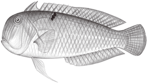 Iniistius baldwini (巴氏項鰭魚)縮圖