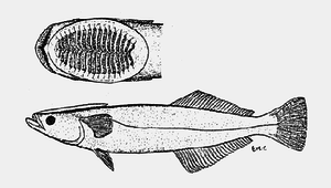 Remora brachyptera (短臂短印魚)縮圖