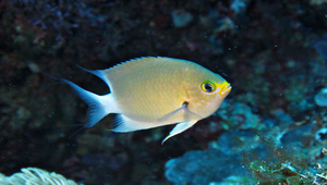Centropyge vrolikii (福氏刺尻魚)縮圖