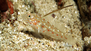 Ctenogobiops tangaroai (長棘櫛眼鰕虎)縮圖