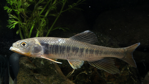 Opsariichthys kaopingensis (高屏馬口鱲)縮圖