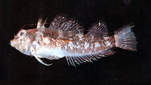 Enneapterygius vexillarius (黑鞍斑雙線鳚)縮圖