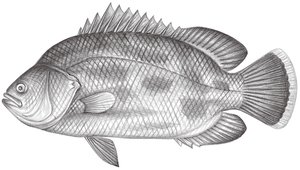 Lobotes surinamensis (松鯛)縮圖