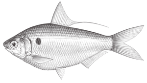 Nematalosa nasus (高鼻海鰶)縮圖