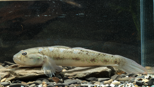 Acentrogobius viridipunctatus (青斑細棘鰕虎)-資源代表圖