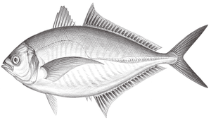 Alepes vari (范氏副葉鰺)縮圖