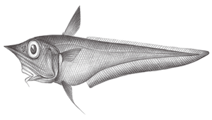 Coelorinchus japonicus (日本腔吻鱈)縮圖