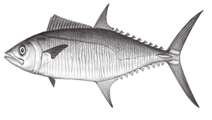 Scomberomorus commerson (康氏馬加鰆)-資源代表圖