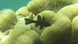 Apogonichthyoides melas (黑身似天竺鯛)