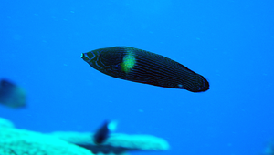 Labrichthys unilineatus (單線突唇魚)縮圖