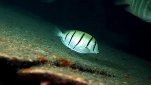 Acanthurus triostegus (綠刺尾鯛)縮圖