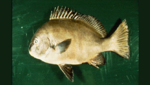 Plectorhinchus schotaf (邵氏胡椒鯛)