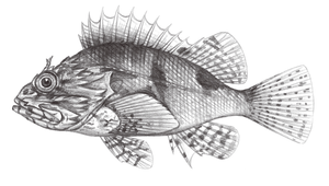 Sebastapistes strongia (眉鬚鱗頭鮋)縮圖