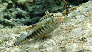 Parapercis cylindrica (圓擬鱸)