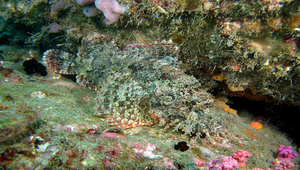 Scorpaenopsis cirrosa (鬚擬鮋)縮圖