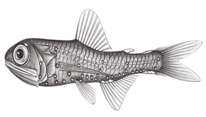 Bolinichthys supralateralis (側上虹燈魚)-資源代表圖