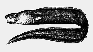 Bathycongrus wallacei (瓦氏深海糯鰻)-資源代表圖